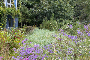 Native Coastal Garden